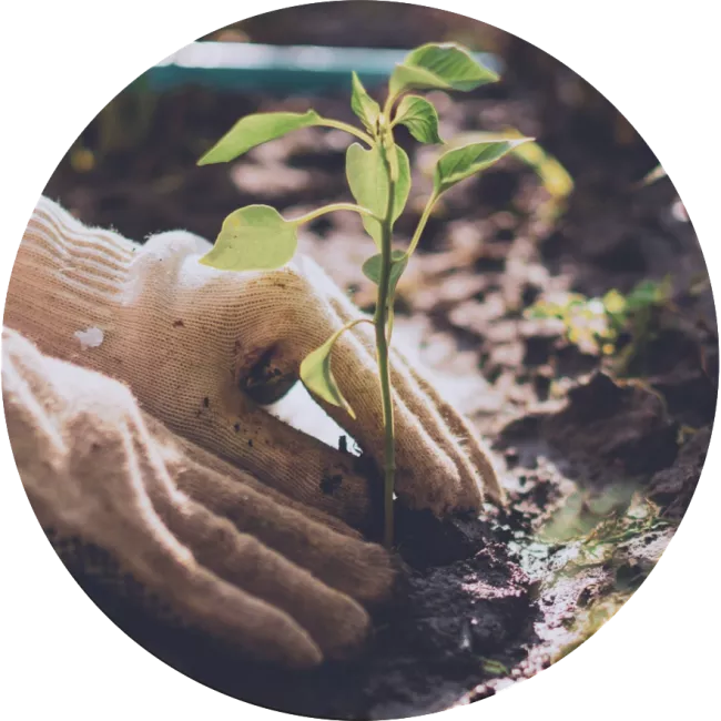 person with planting gloves - planting a seedling