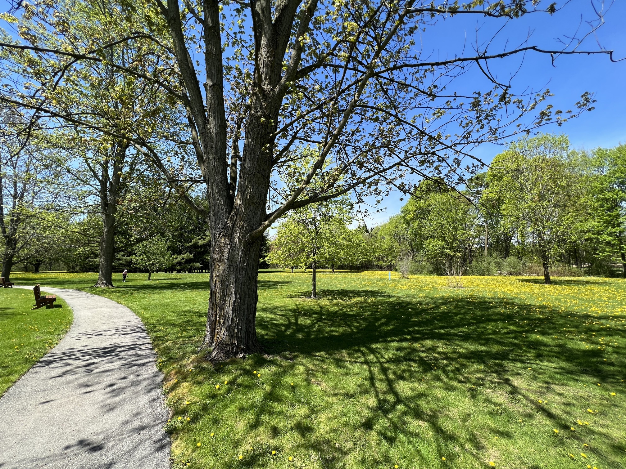 Image of the current greenspace and trail system.