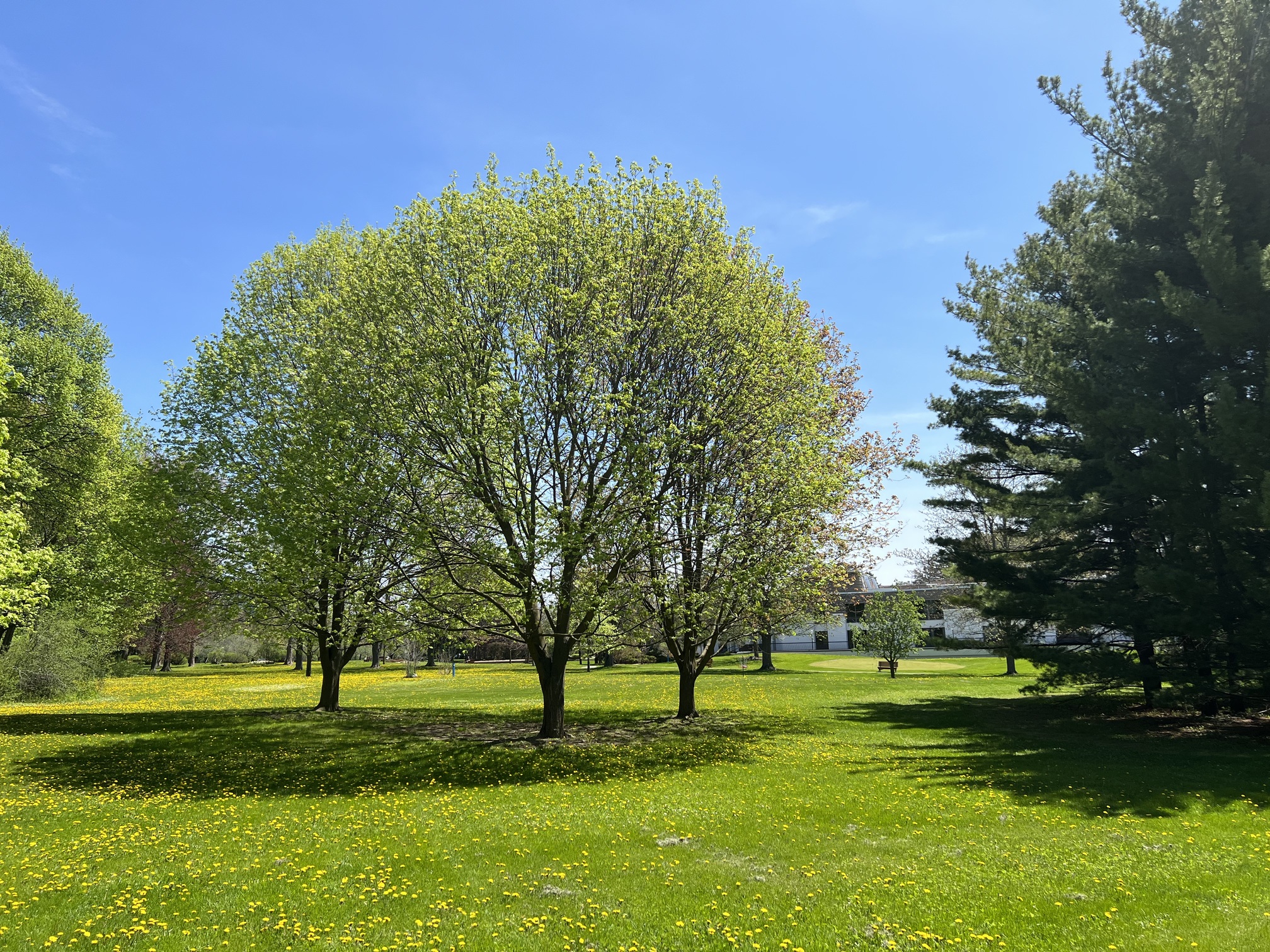 Image of the current greenspace.